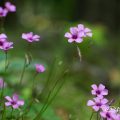 イモカタバミ 芋片喰 Flower Photo1