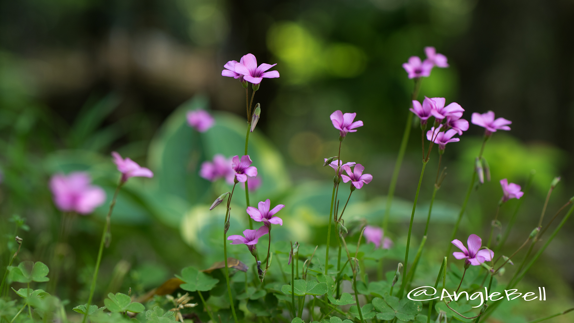 イモカタバミ 芋片喰 Flower Photo2