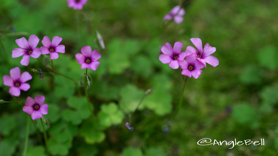 イモカタバミ 芋片喰