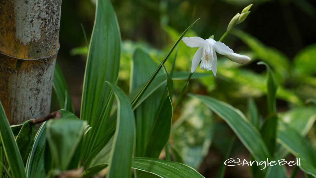 白花斑入り紫蘭 Flower Photo1