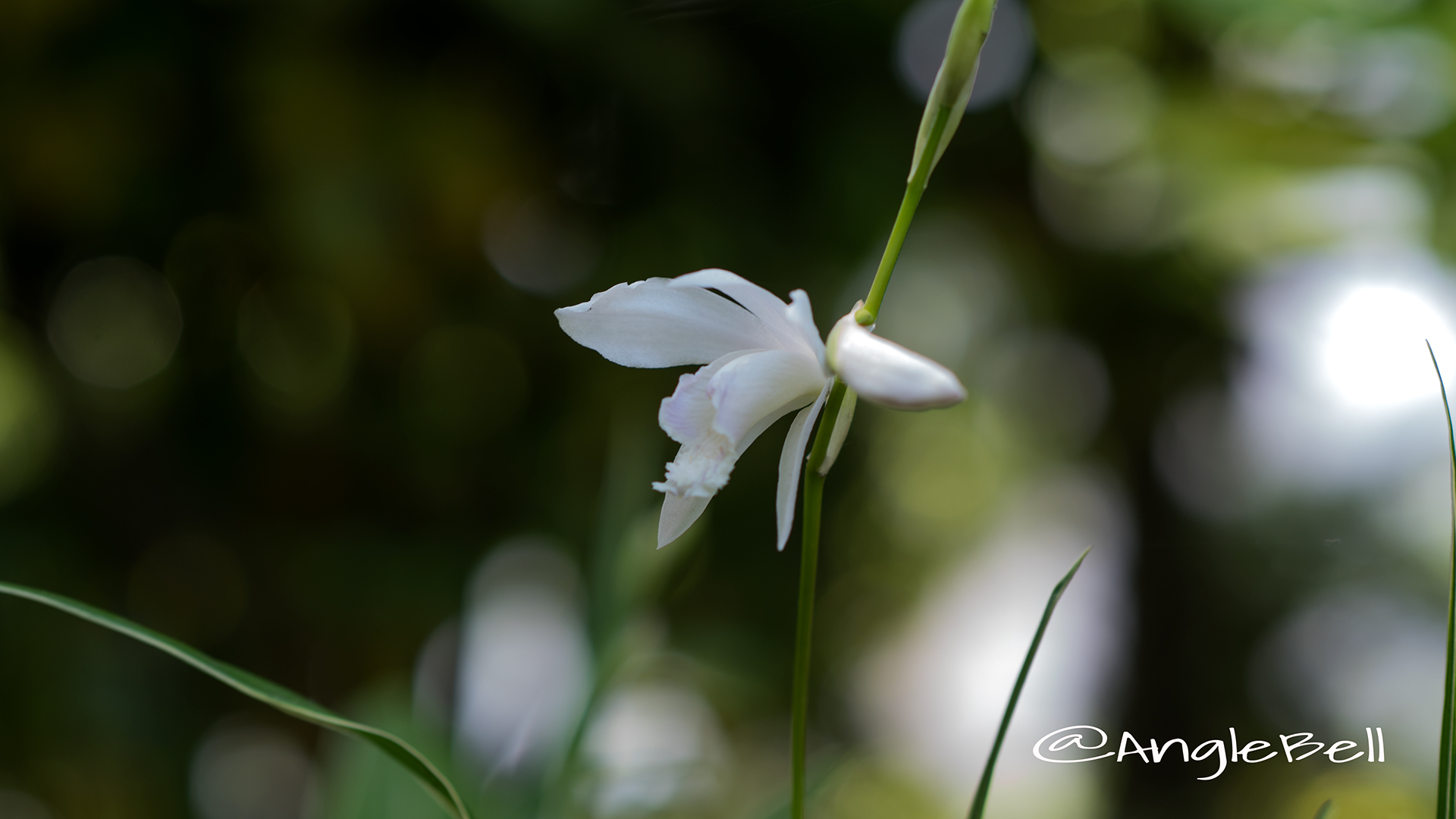 白花斑入り紫蘭 Flower Photo2