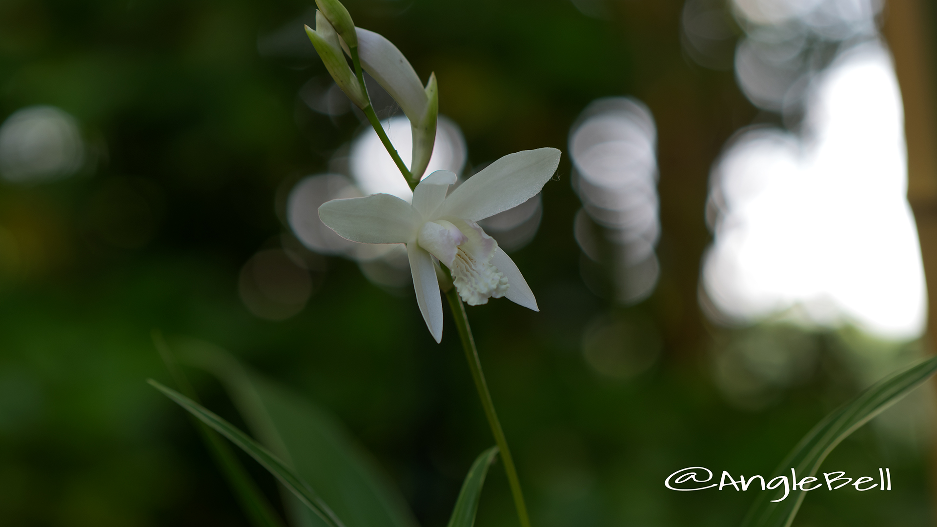 白花斑入り紫蘭 Flower Photo3