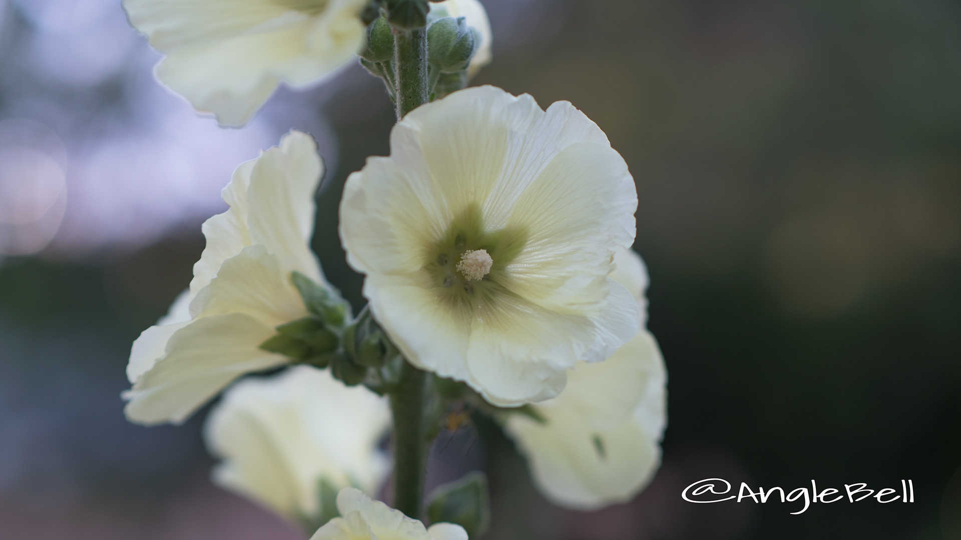 タチアオイ 立葵 Flower Photo5