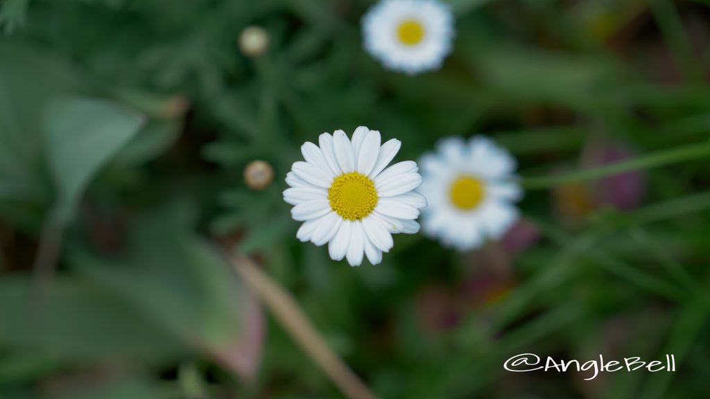 マーガレット Flower Photo1
