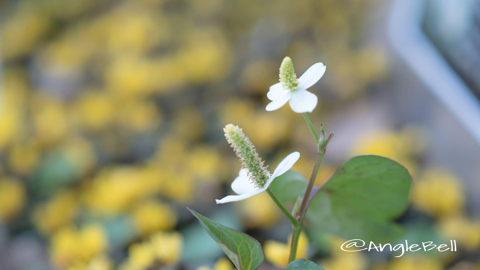 ドクダミ Flower Photo3