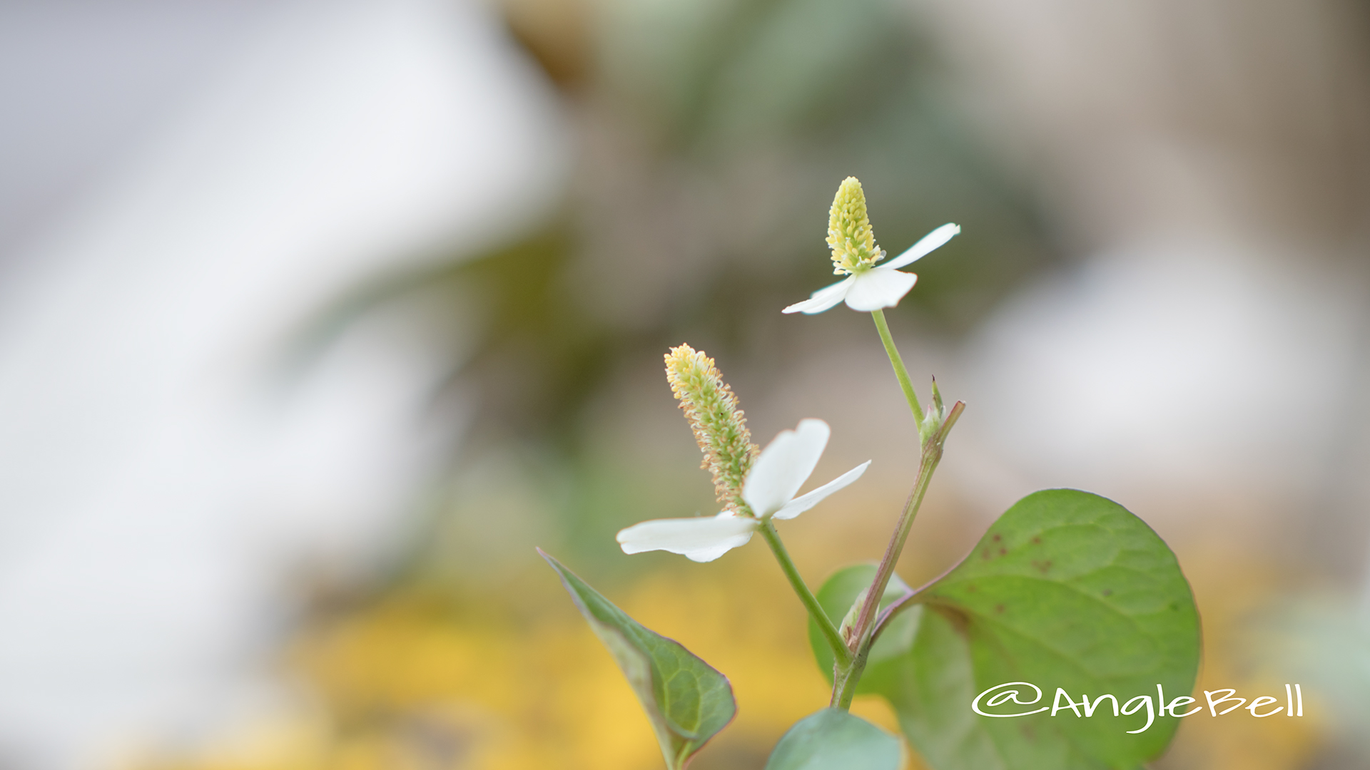 ドクダミ Flower Photo2