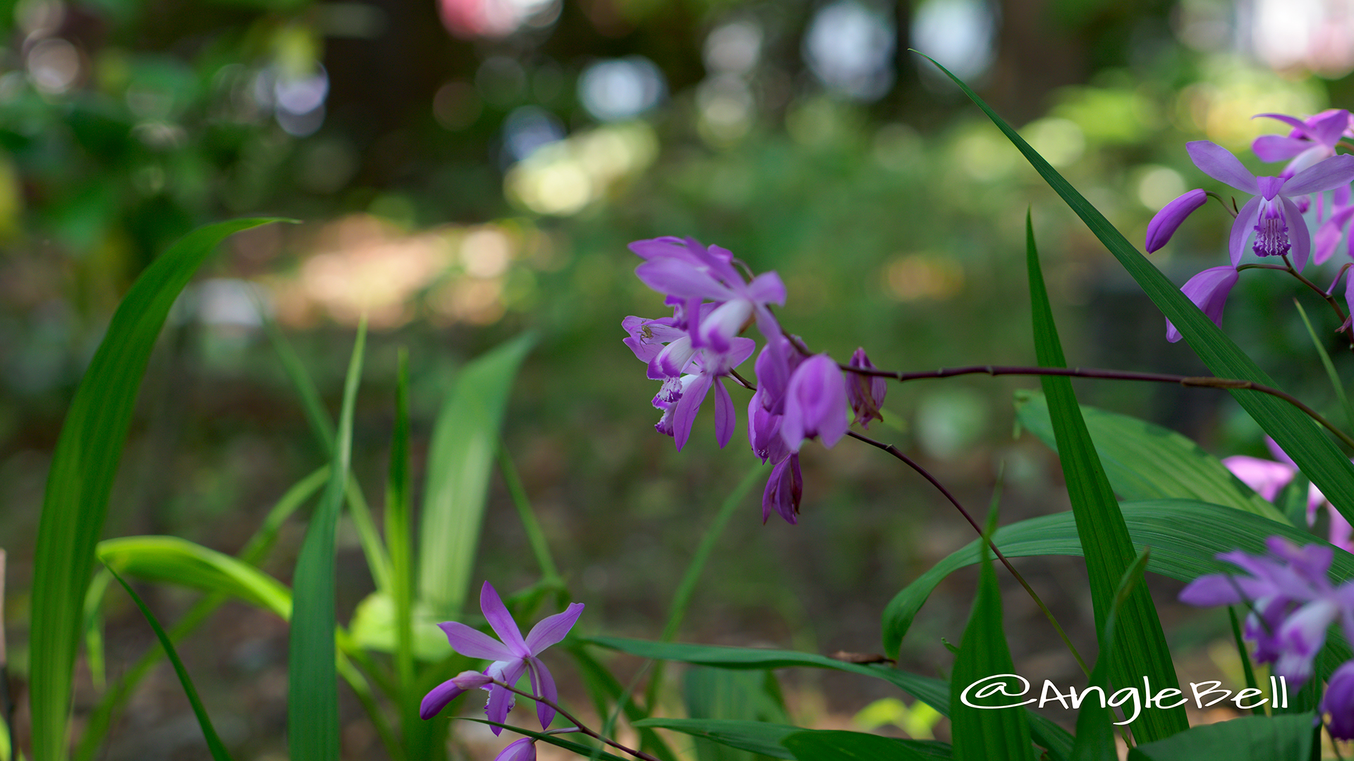 シラン 紫蘭 Flower Photo5
