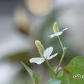 ドクダミ Flower Photo1