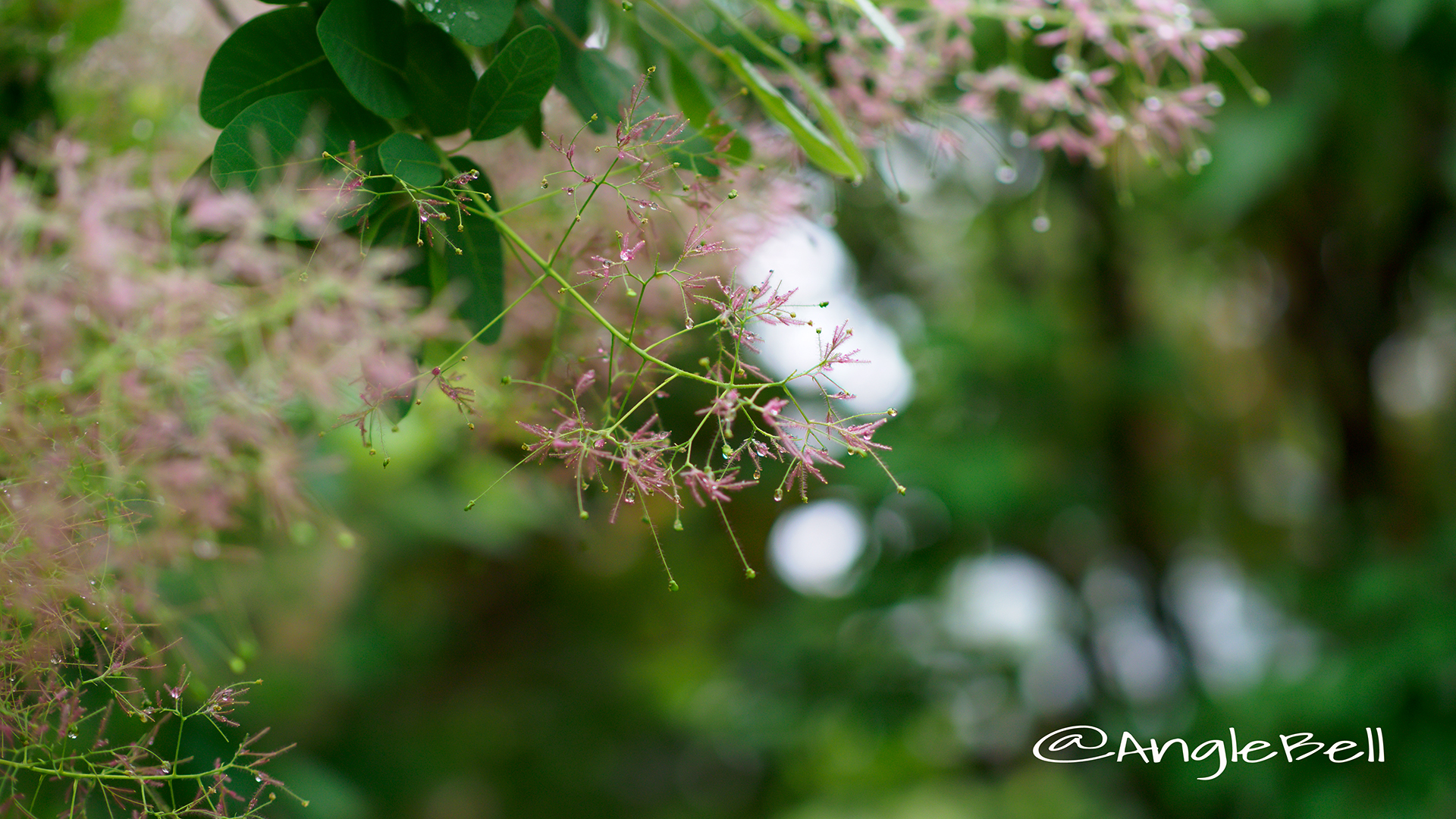 スモークツリーヤングレディー Flower Photo5