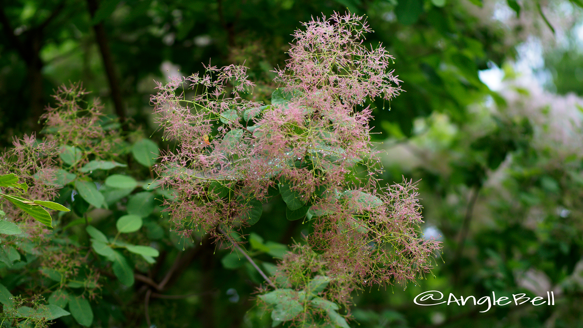 スモークツリーヤングレディー Flower Photo2