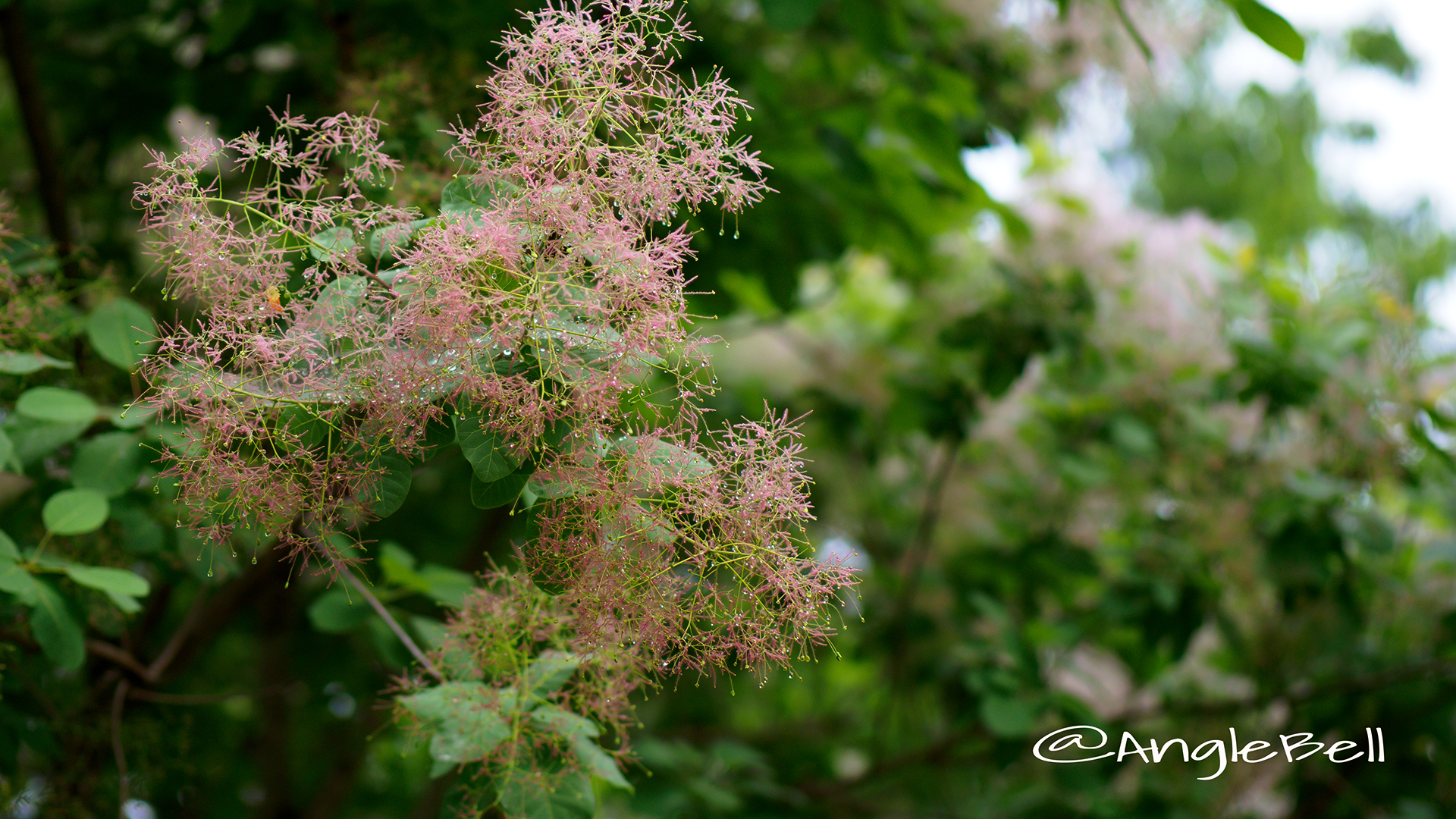 スモークツリーヤングレディー Flower Photo3