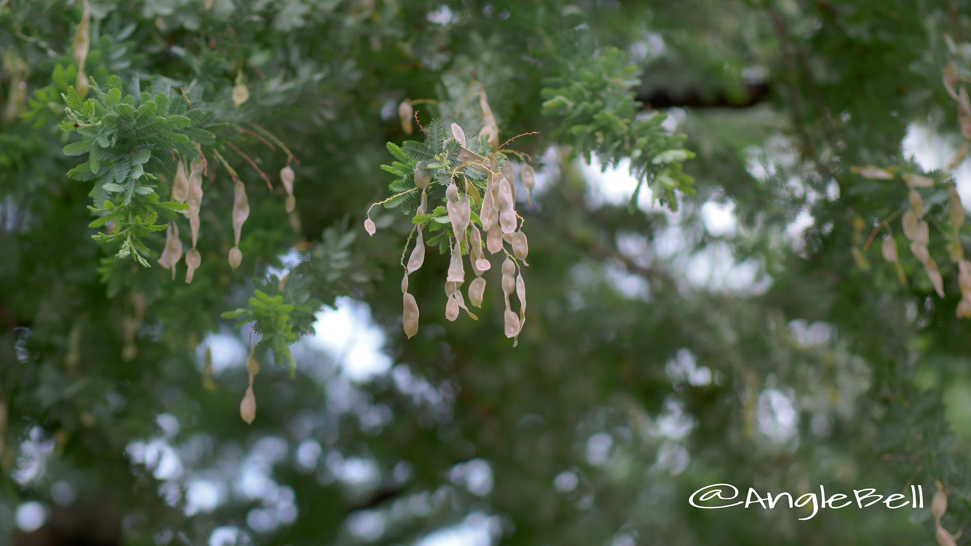 ミモザ 種子 Flower Photo1