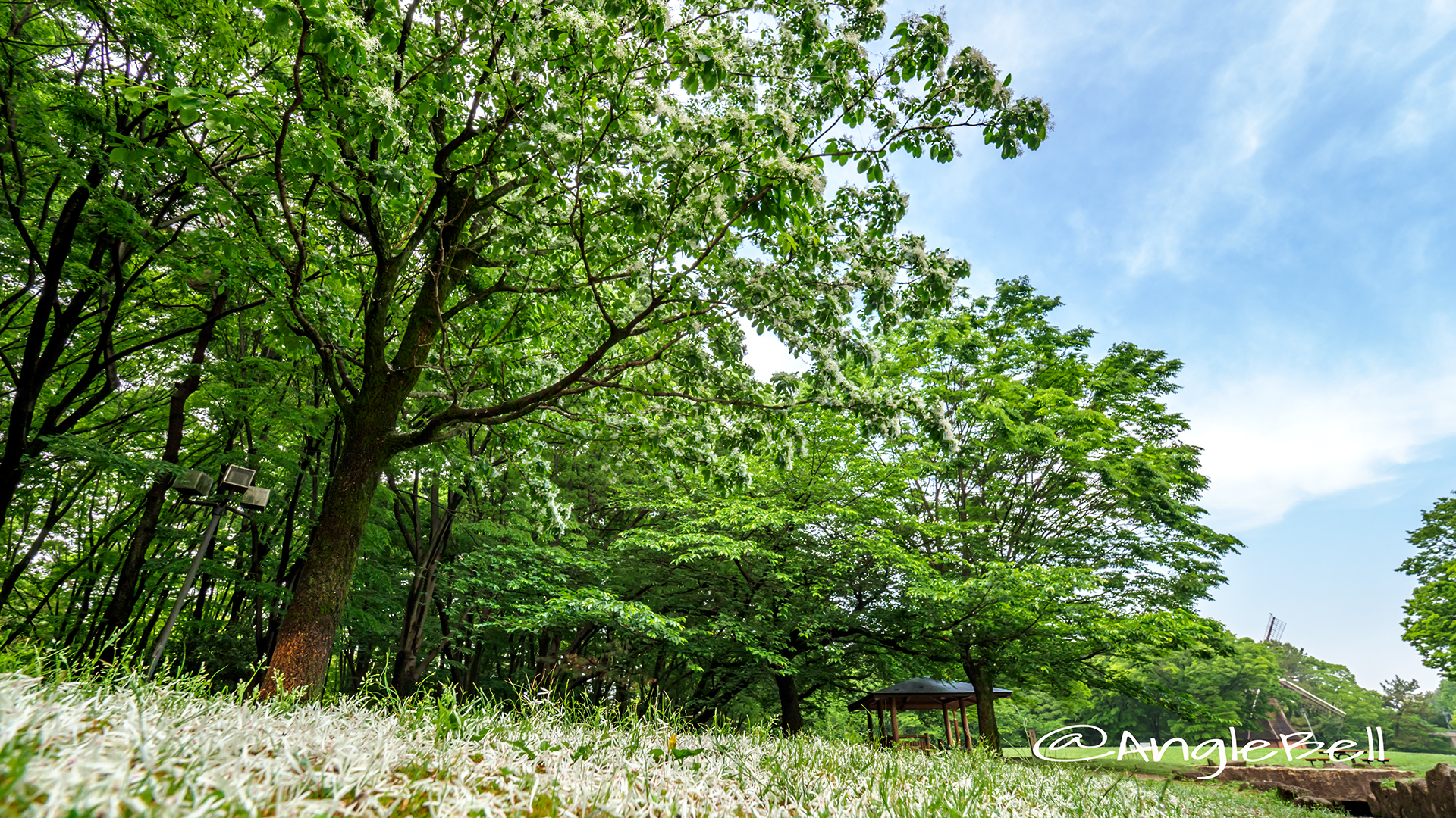 ヒトツバタゴ 一つ葉タゴ Flower Photo5