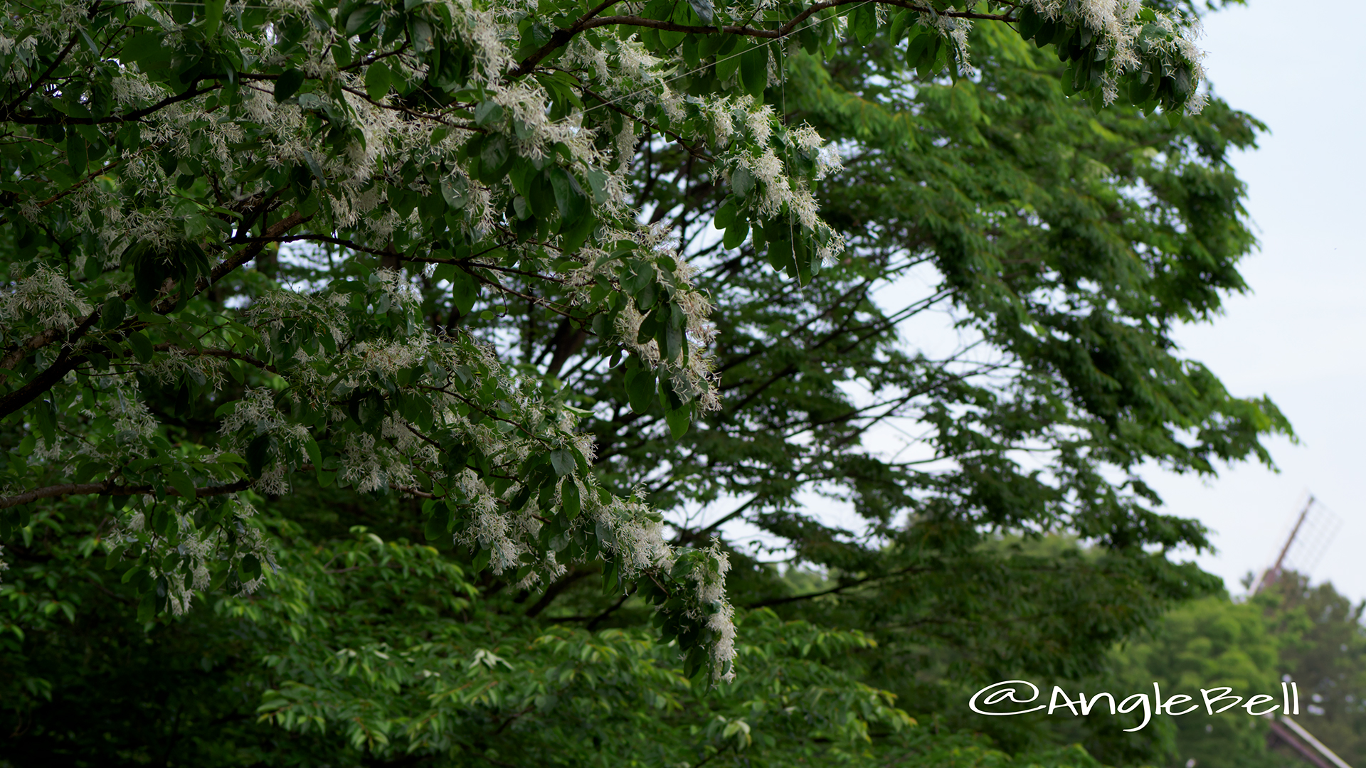 ヒトツバタゴ 一つ葉タゴ Flower Photo2