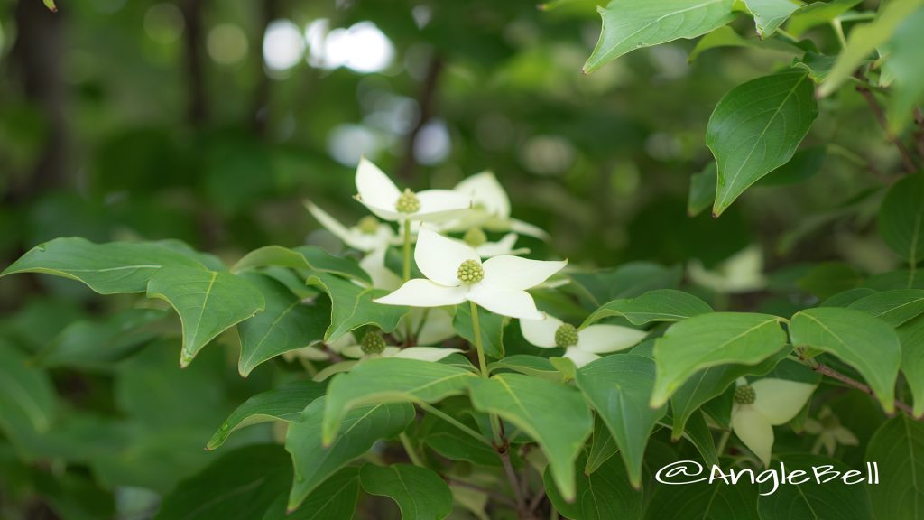 ヤマボウシ 山法師 Flower Photo1