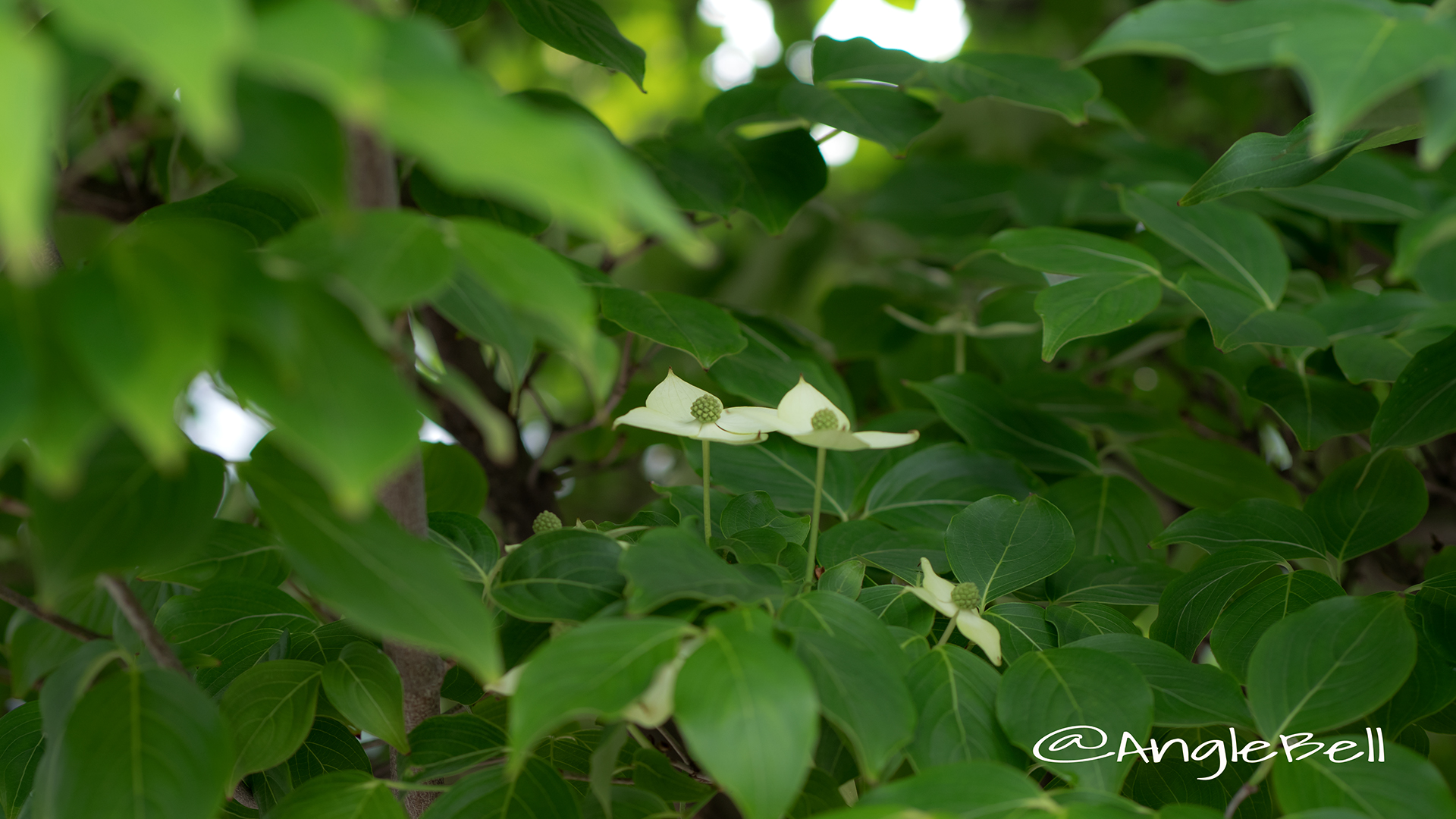 ヤマボウシ 山法師 Flower Photo3