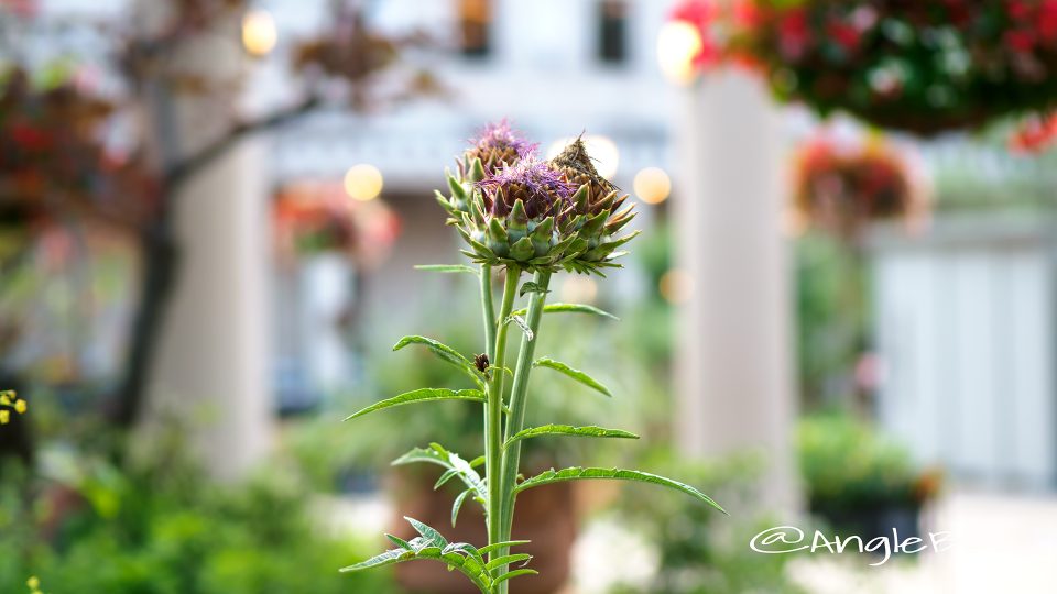 チョウセンアザミ 朝鮮薊