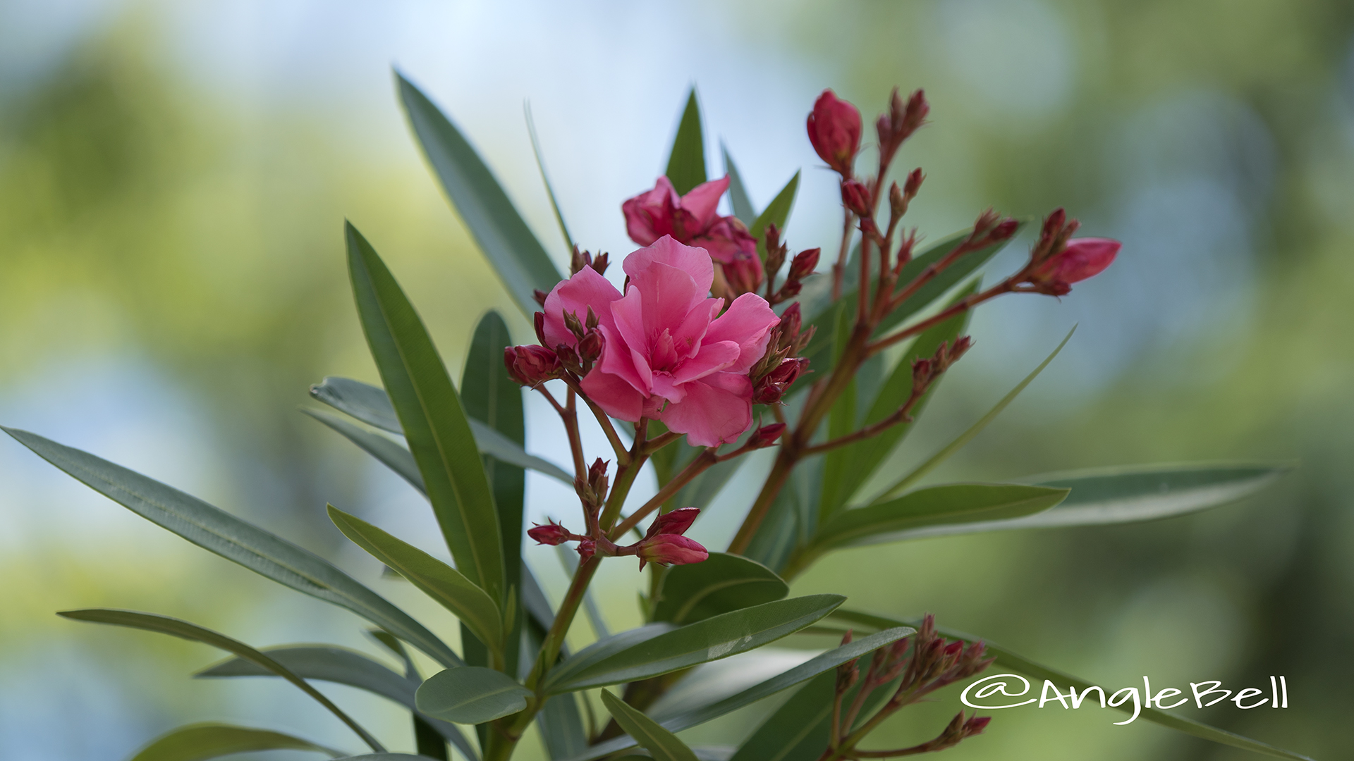 キョウチクトウ 夾竹桃 Flower Photo2