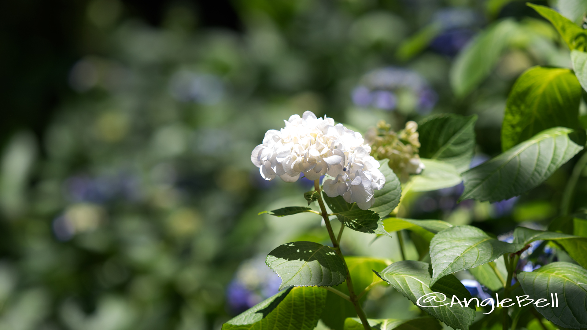 アジサイ 紫陽花 Flower Photo3