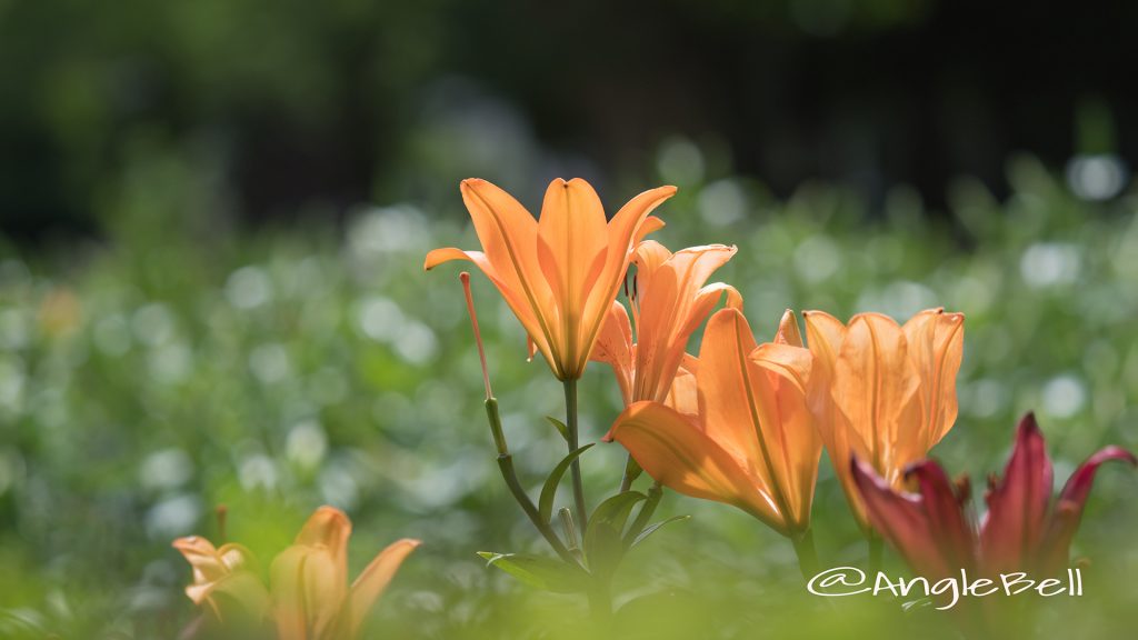 ユリ 百合 Flower Photo1