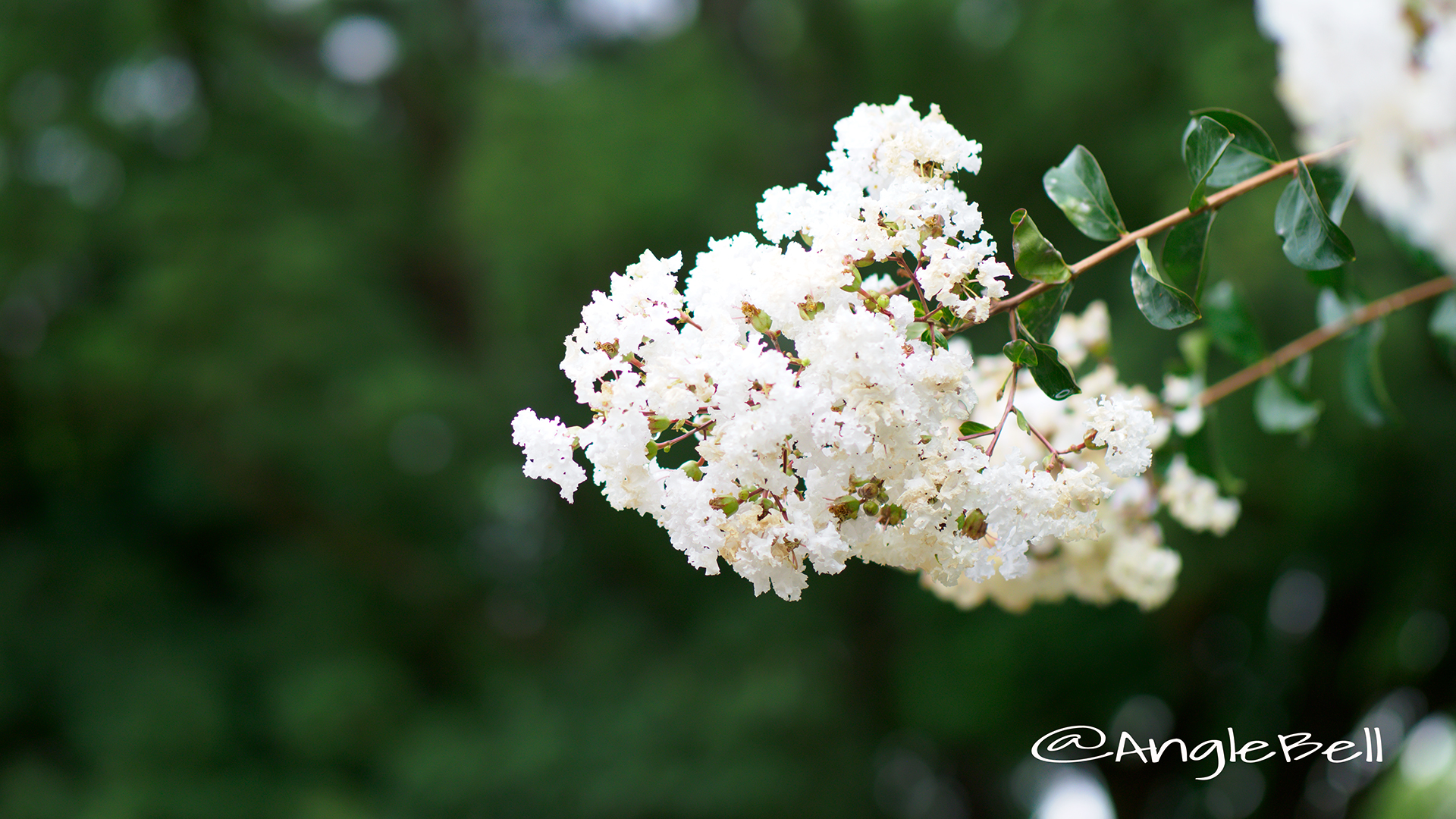 ヒャクジツコウ 百日紅 Flower Photo4