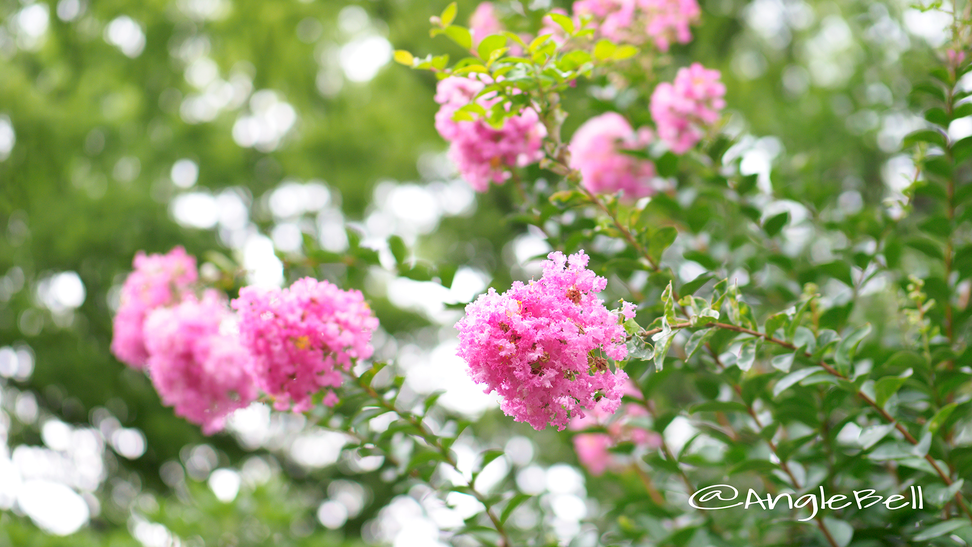 ヒャクジツコウ 百日紅 Flower Photo5