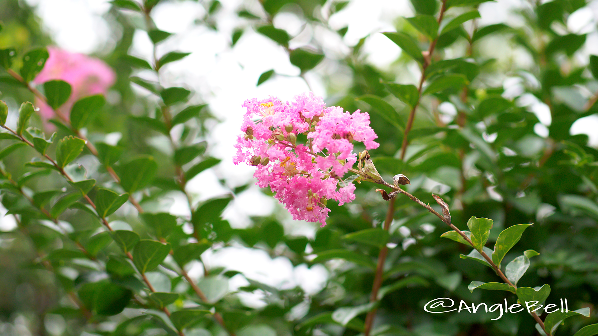 ヒャクジツコウ 百日紅 Flower Photo3