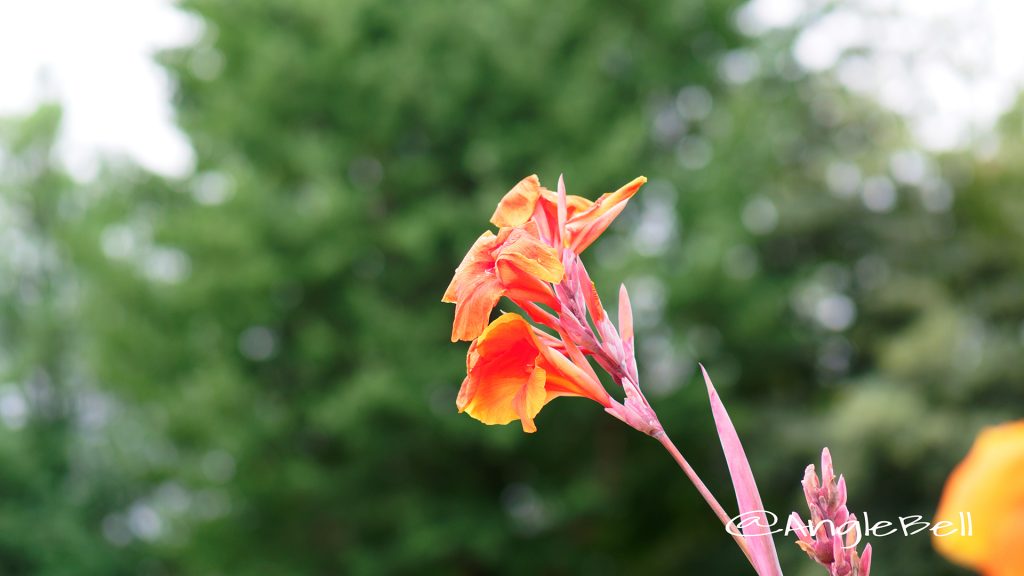 カンナ Flower Photo1