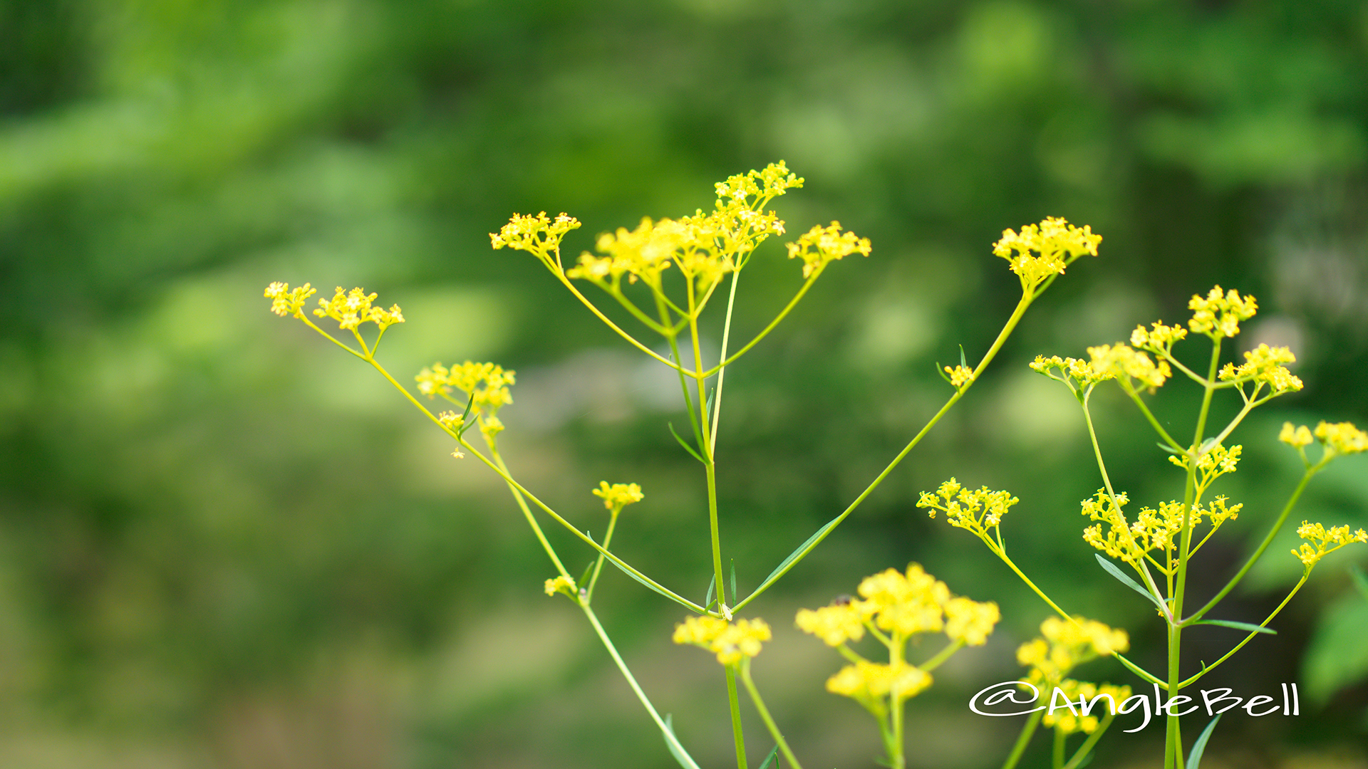 オミナエシ 女郎花 Flower Photo3