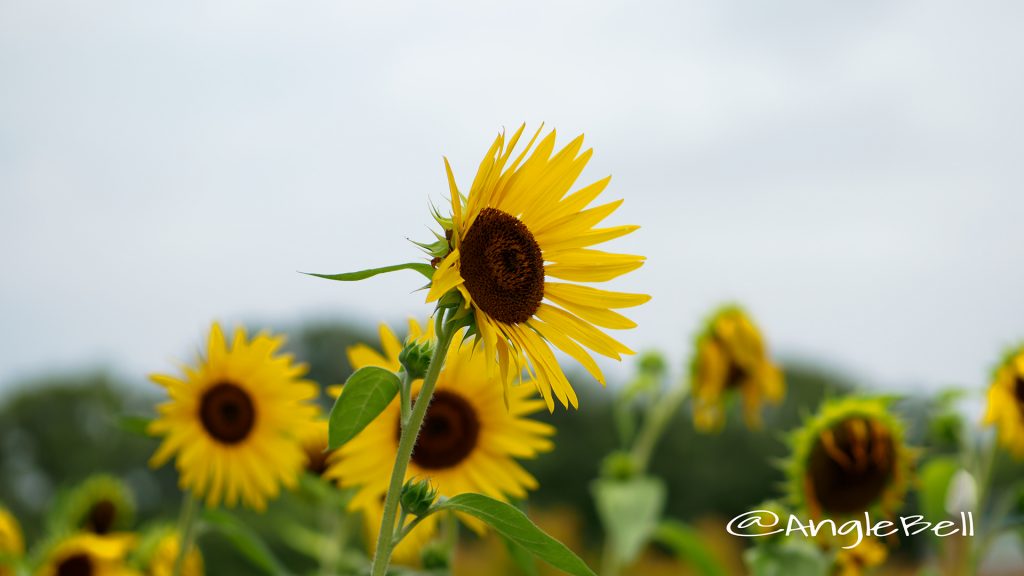 ヒマワリ コング Flower Photo1