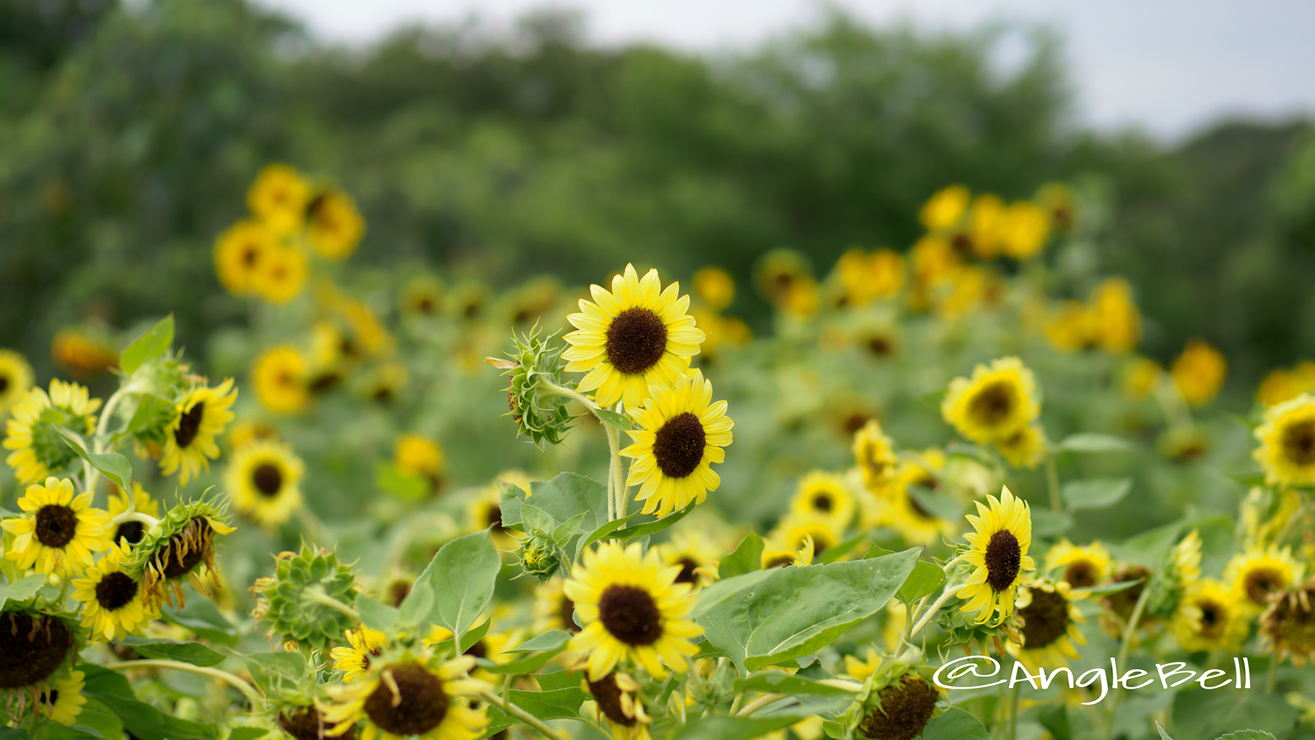 ヒマワリ パチノゴールド Flower Photo2