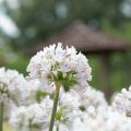 アガパンサス-ガーデンクィーン Flower Photo1