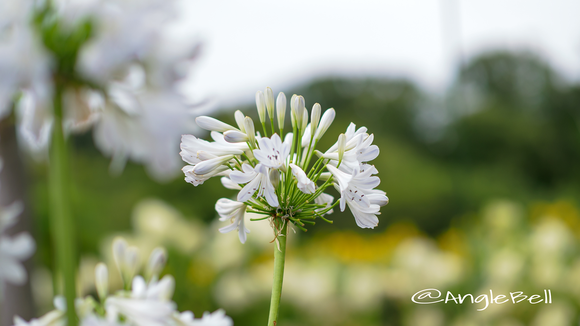 アガパンサス セナ Flower Photo2