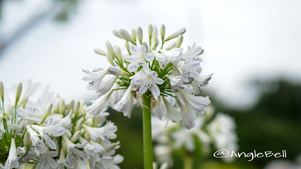 アガパンサス セナ Flower Photo1