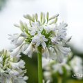 アガパンサス セナ Flower Photo1