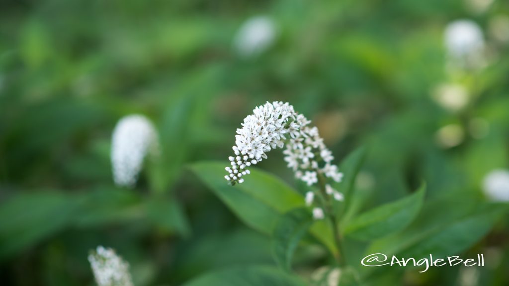 オカトラノオ 岡虎の尾 Flower Photo1