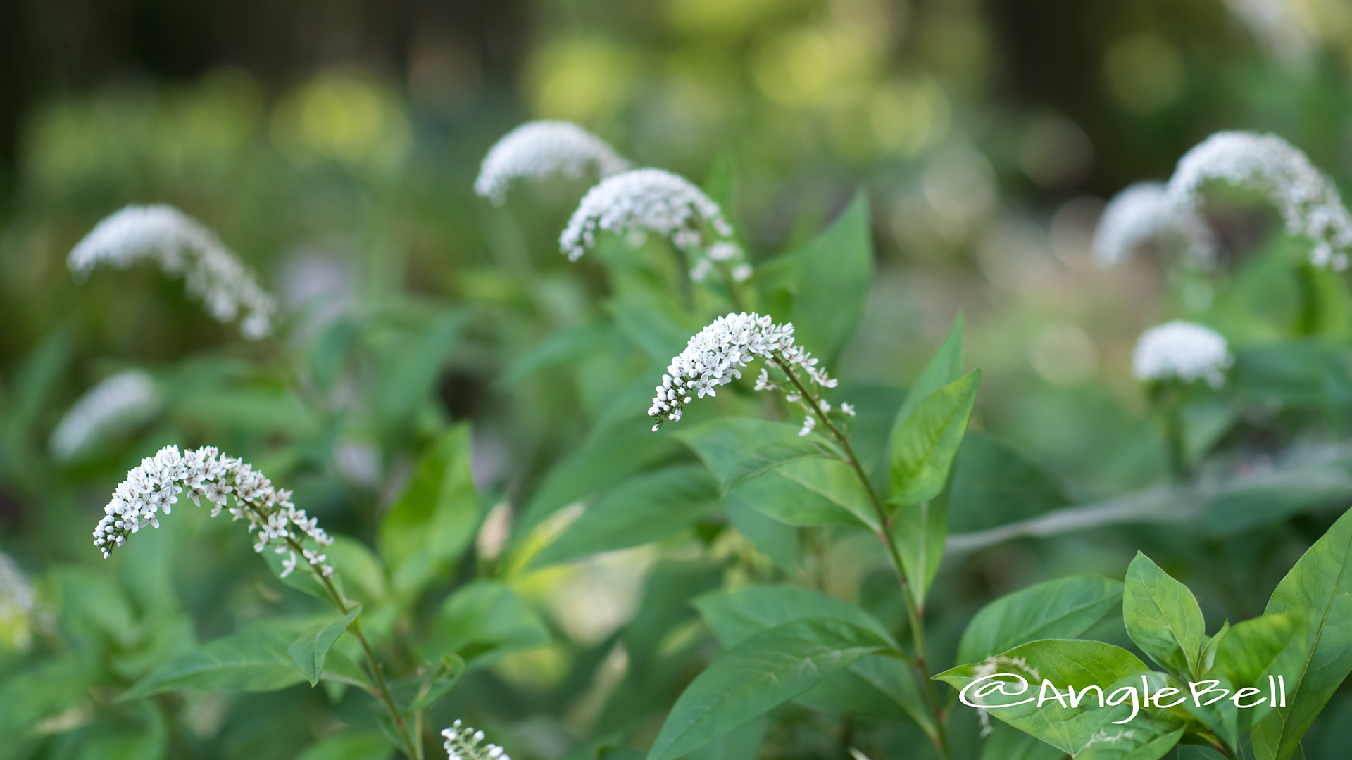 オカトラノオ 岡虎の尾 Flower Photo2