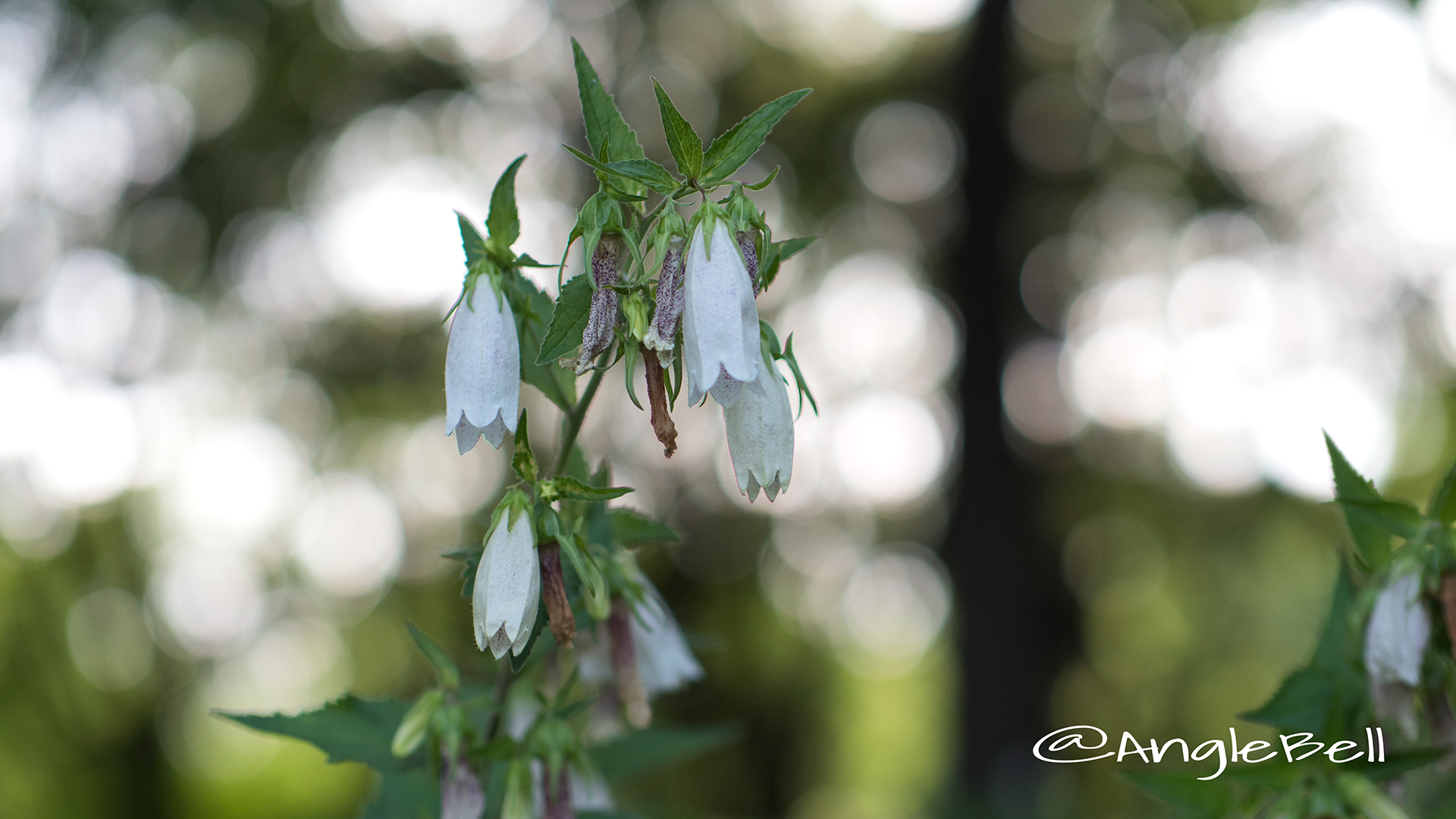 ホタルブクロ 蛍袋 Flower Photo5