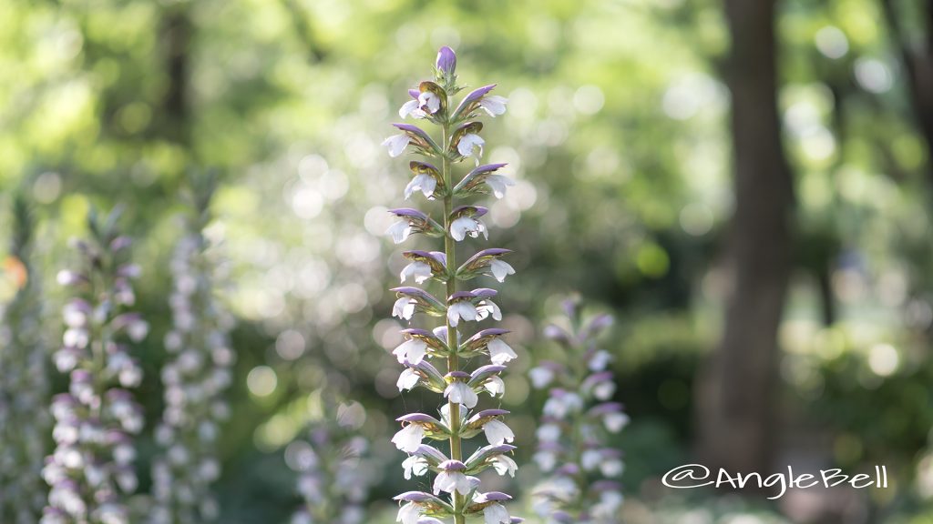 ギボウシ 擬宝珠 Flower Photo1