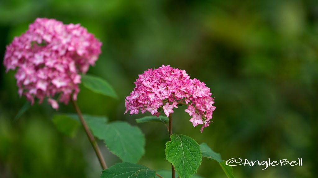 ピンクアナベル Flower Photo1