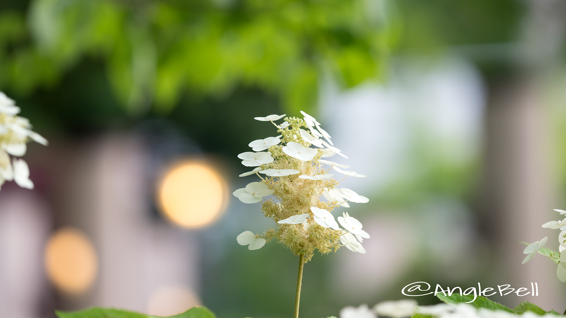 アジサイ 紫陽花 Flower Photo9
