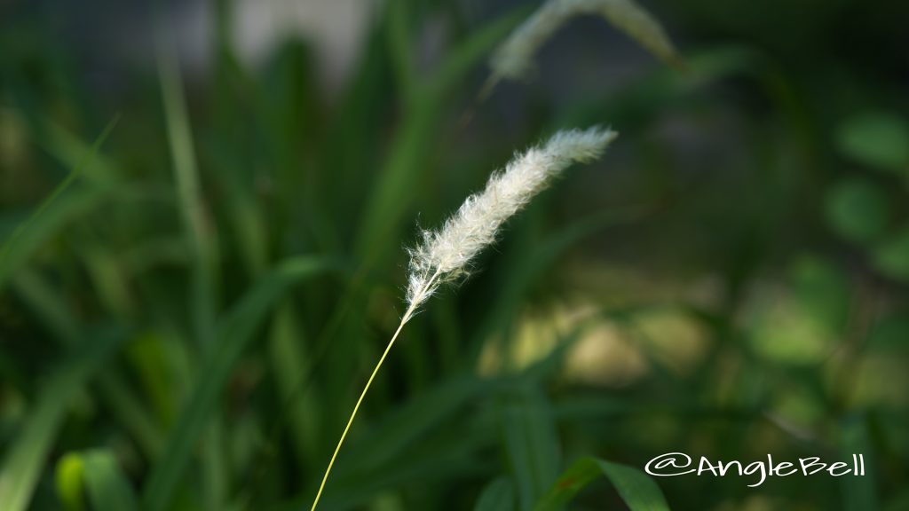 チガヤ 茅萱 Flower Photo1