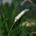 チガヤ 茅萱 Flower Photo1