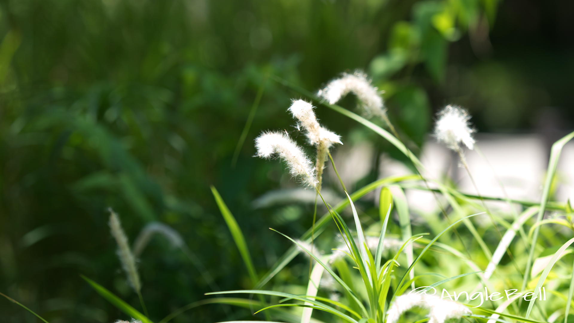 チガヤ 茅萱 Flower Photo2