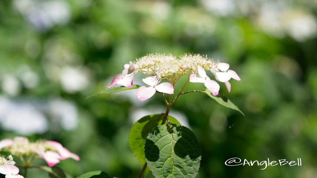 ニジ 虹 (ヤマアジサイ) Flower Photo1