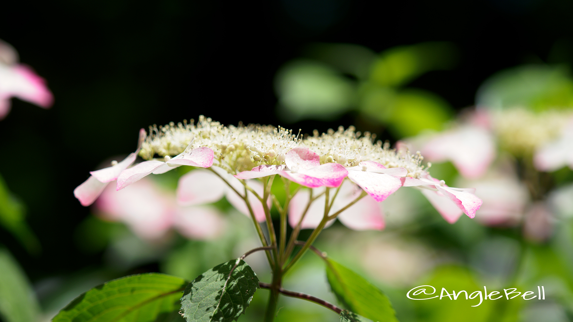 ニジ 虹 (ヤマアジサイ) Flower Photo2