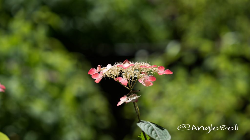 クレナイ 紅 (ヤマアジサイ) Flower Photo1