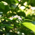 モモイロサワアジサイ 桃色沢紫陽花 (ヤマアジサイ) Flower Photo1