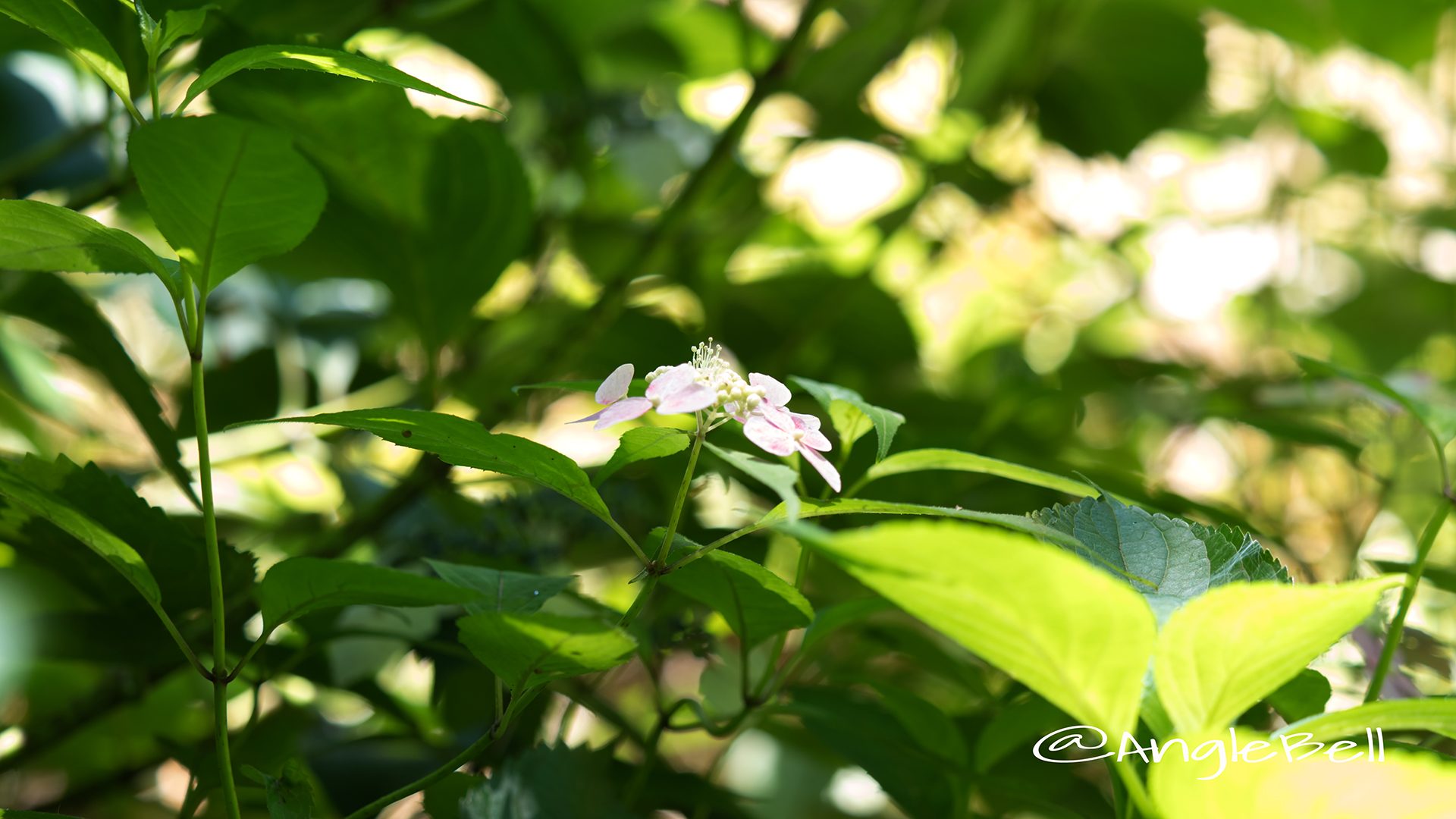 モモイロサワ 桃色沢紫陽花 (ヤマアジサイ)