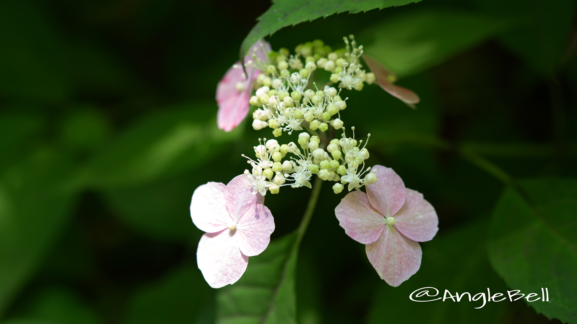 モモイロサワアジサイ 桃色沢紫陽花 (ヤマアジサイ) Flower Photo2